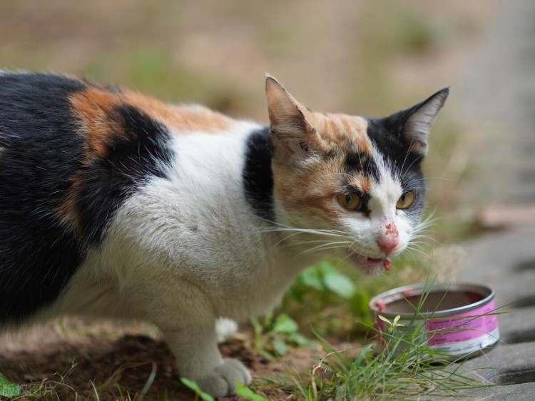 我们为什么要投喂流浪猫