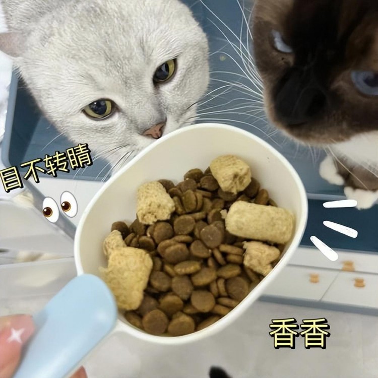 猫咪伤心的7种表现主人快关心一下！