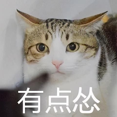 猫咪出现这些症状可能是过敏请家长们立刻送猫去医院