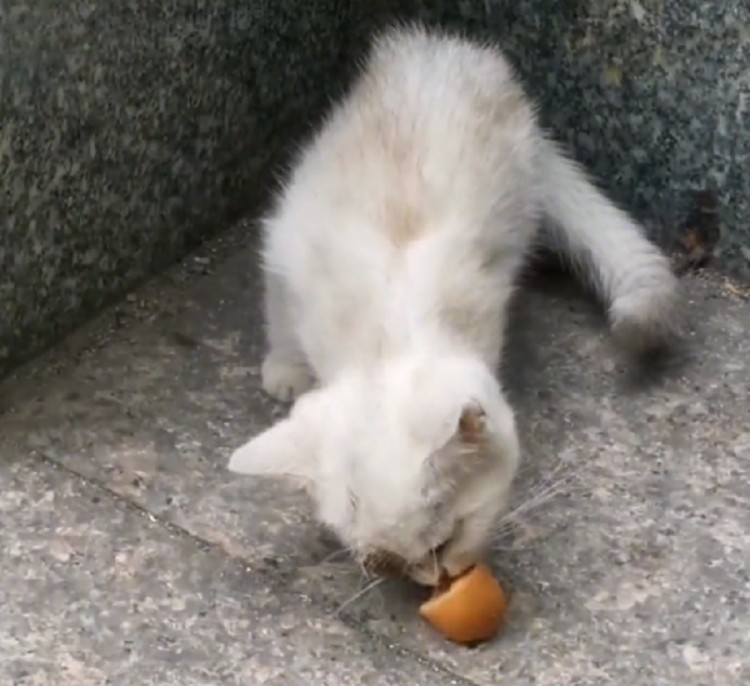 虽然受到了欺凌，但是被少年拯救的独眼流浪猫，仍然选择温柔地对待世界