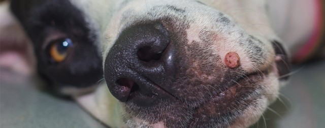 什么是犬疣那些突然长在狗狗皮肤上的小菜花该如何处理掉