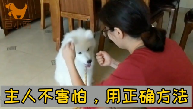 微笑天使也会咬人！3个月萨摩耶咬主人手脚训犬师用3招解决问题