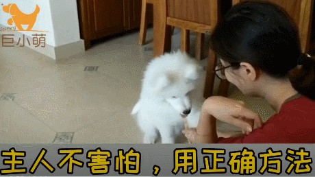 微笑天使也会咬人！3个月萨摩耶咬主人手脚训犬师用3招解决问题