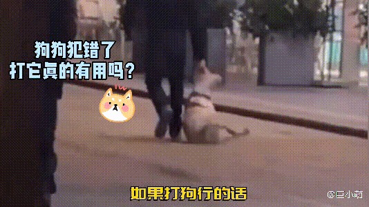 训犬师推荐了包装简单的训犬零食，这是什么原因？